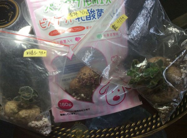 大岩桐根球怎样保存
