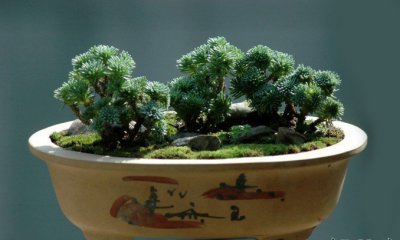 球松盆景欣赏介绍 球松盆景欣赏图片