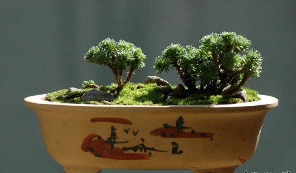 球松盆景欣赏图片三