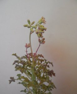 七宝树锦开花（图） 七宝树锦绽放花朵（图）