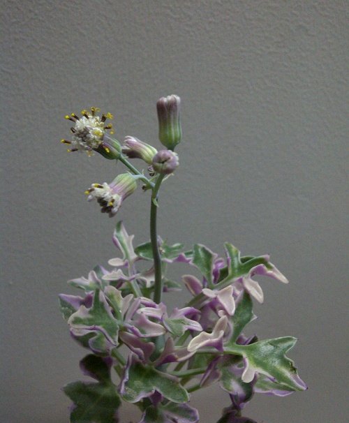 七宝树锦开花