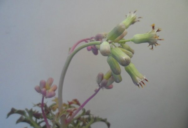 七宝树锦开花