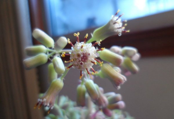 七宝树锦开花