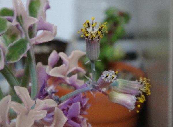 七宝树锦开花