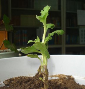 菊花从幼苗到开花的种植全流程 菊花种植（从苗到开花全过程）