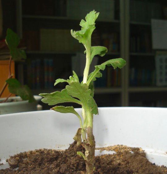 菊花种植