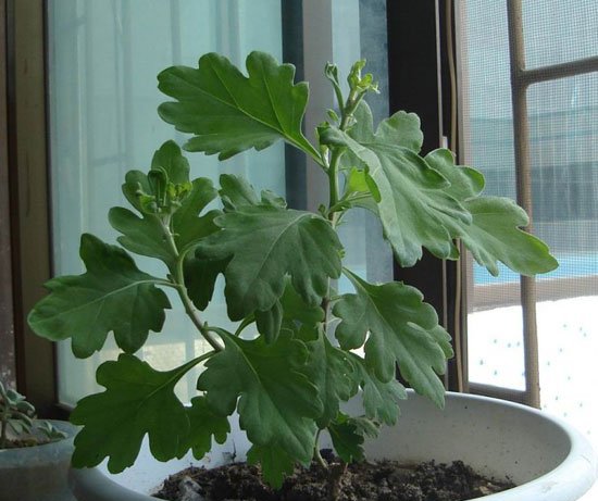 菊花种植