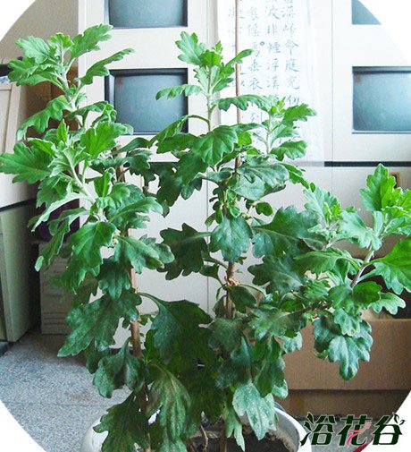 菊花种植