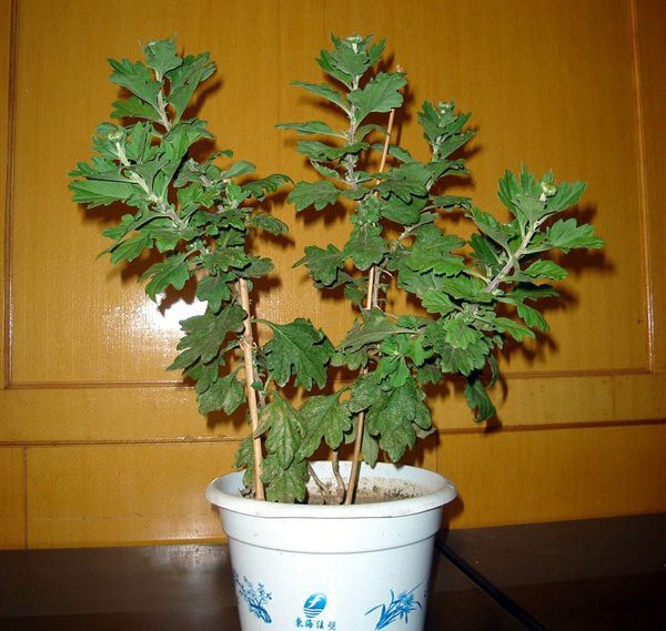 菊花种植
