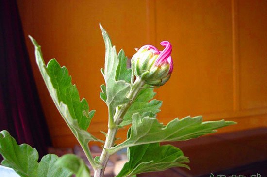 菊花种植