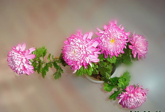 菊花种植