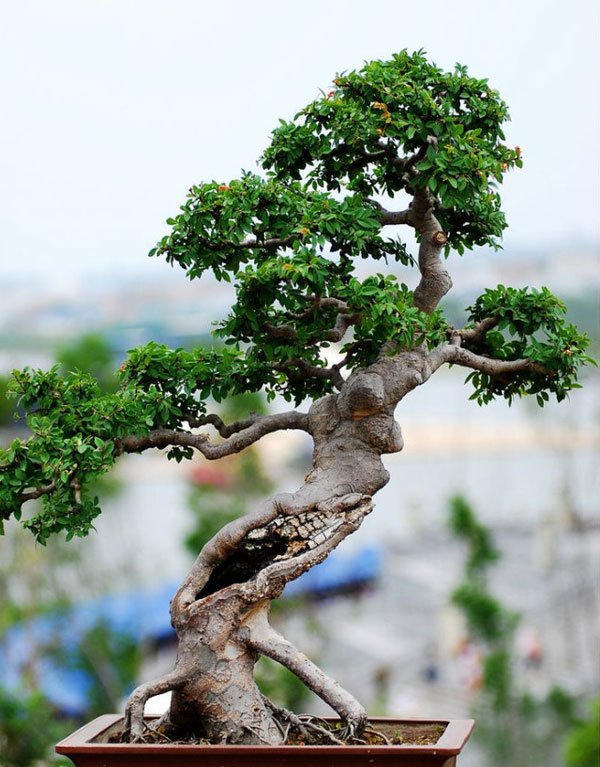 榔榆盆景图片一
