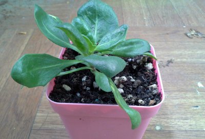 蓝目菊播种（从播种到开花） 蓝目菊从播种到绽放花朵全过程
