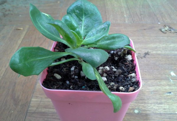 蓝目菊播种