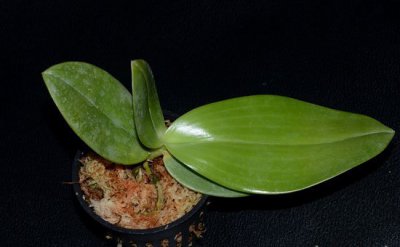 干水苔怎么用 《干水苔的使用方法》
