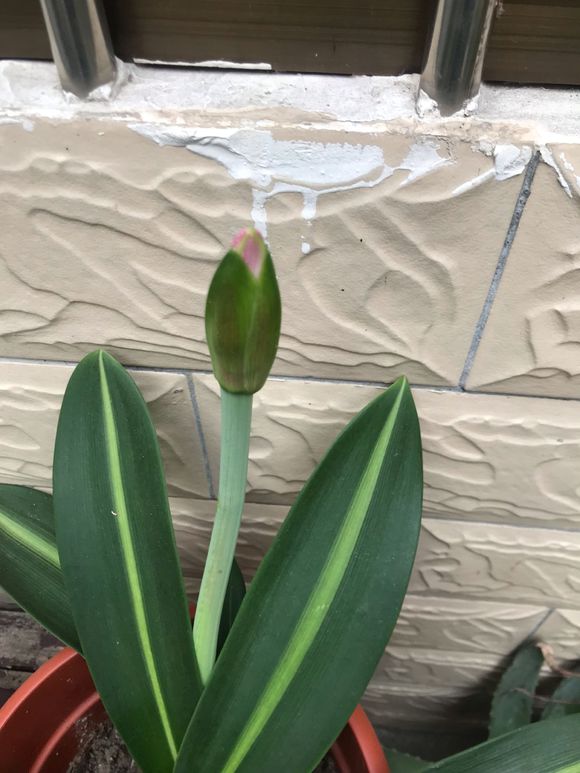 朱顶红开完花后要剪叶子吗