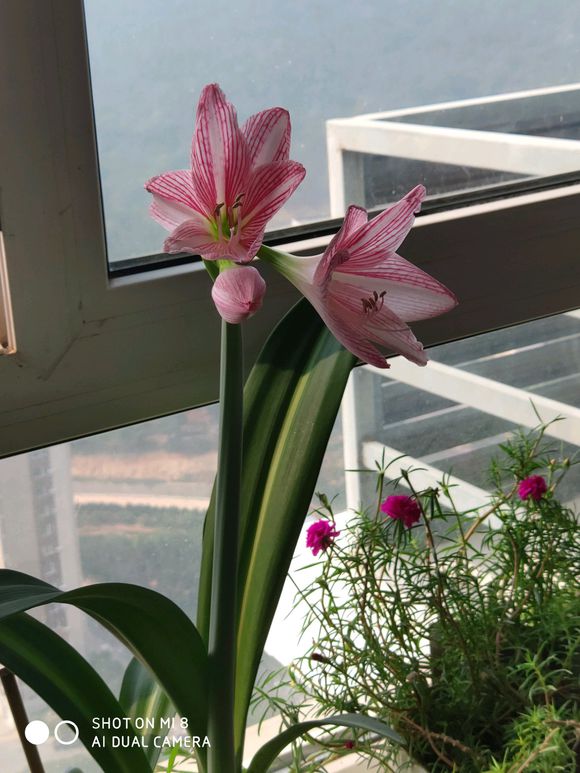 朱顶红开完花后要剪叶子吗