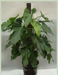 绿宝石花怎么养 《绿宝石花养护要点》