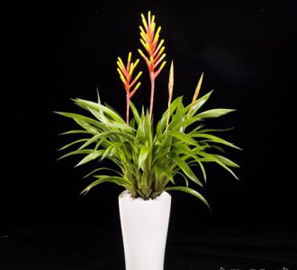 黄歧花凤梨（齐美凤梨）介绍 黄歧花凤梨（齐美凤梨）长什么样图