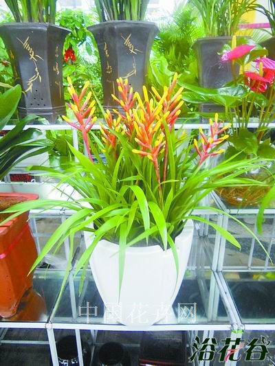 黄歧花凤梨（齐美凤梨）图片二