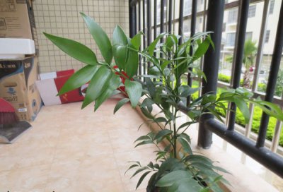 竹柏怎么养 《竹柏养护指南》