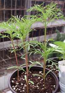 波斯菊打顶摘心技巧 波斯菊打顶摘心的方法