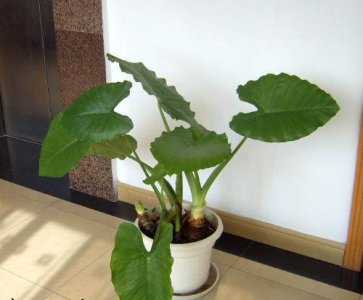 室内养什么植物最好 《室内宜养哪些植物？》