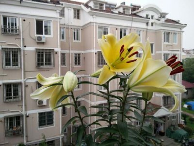 百合花冬天会落叶吗 冬天百合花会落叶吗？