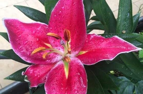 百合花冬天会落叶吗