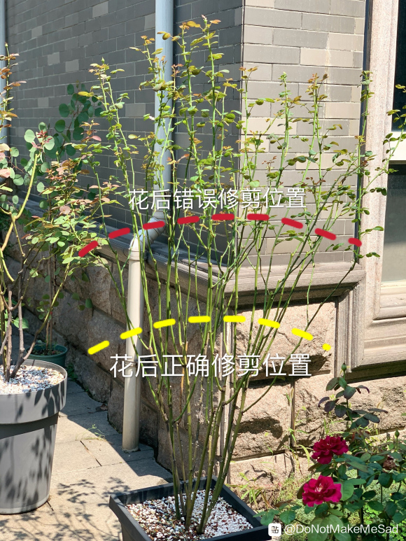 瑞典女王月季优缺点及日常养护