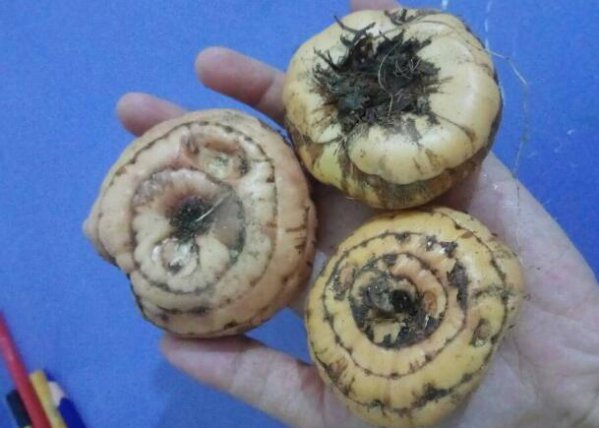 唐菖蒲不起球可以吗
