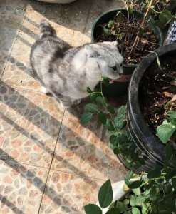 猫吃月季叶子的原因 《猫咪啃食月季叶子缘由》