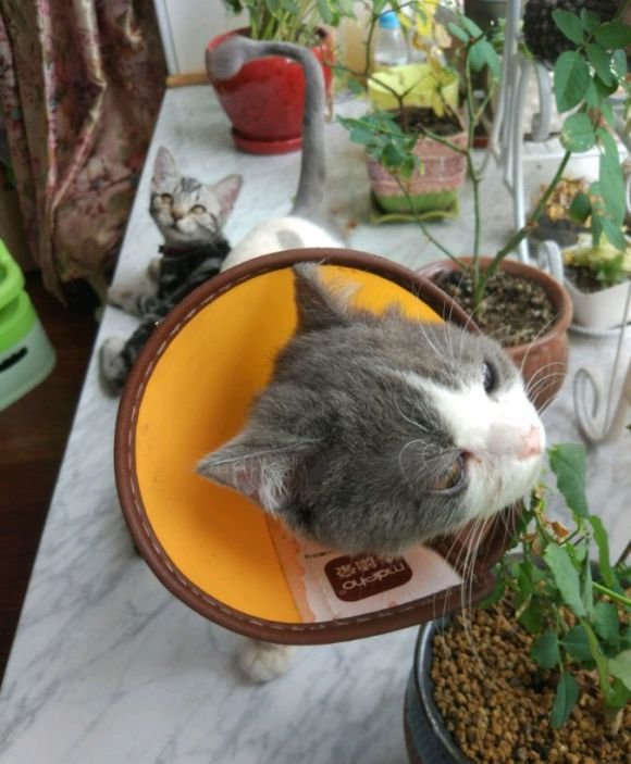 猫吃月季叶子的原因