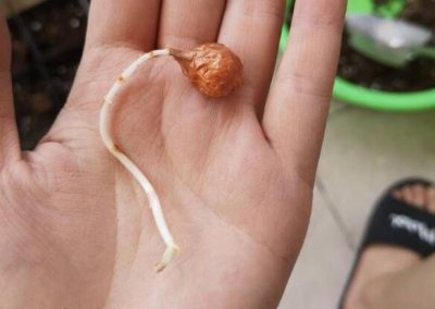 酢浆草什么时候种（平均气温最重要）