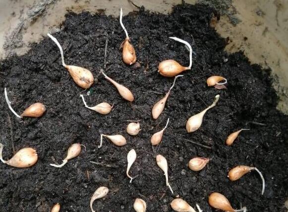 酢浆草什么时候种
