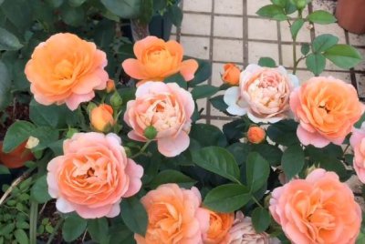 果汁阳台月季好养吗 一年开几次花