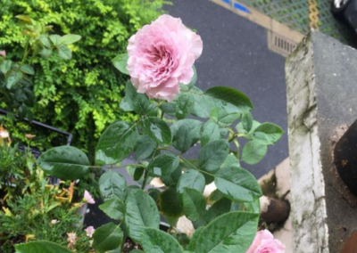 月季花夏天能暴晒吗 夏天月季花能暴晒吗？