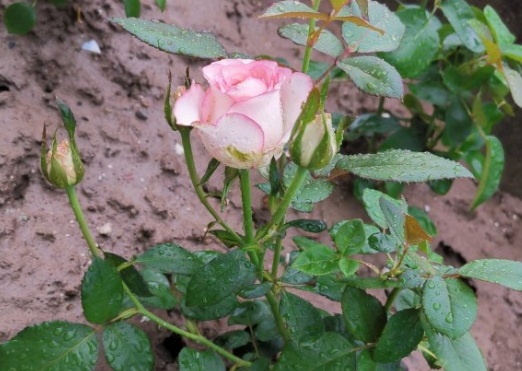 月季花夏天能暴晒吗