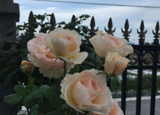 月季花夏天能暴晒吗