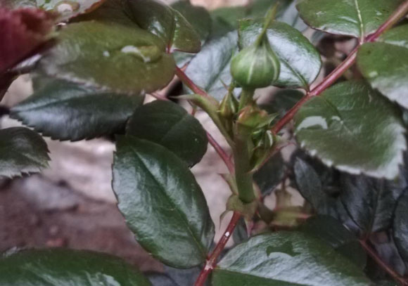 月季花期能用磷酸二氢钾吗