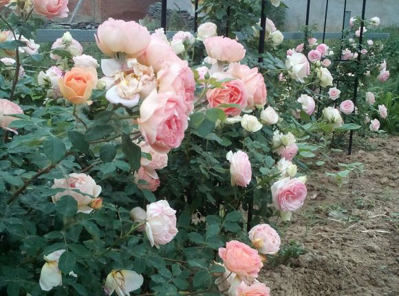 月季花期能用磷酸二氢钾吗