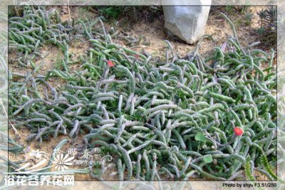 泥鳅掌（地龙）养护攻略 泥鳅掌（地龙）的养护方法