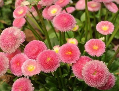翠菊开花繁茂的必要条件 翠菊开花茂盛需要什么条件