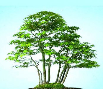 枫树盆景详解 枫树盆景图片