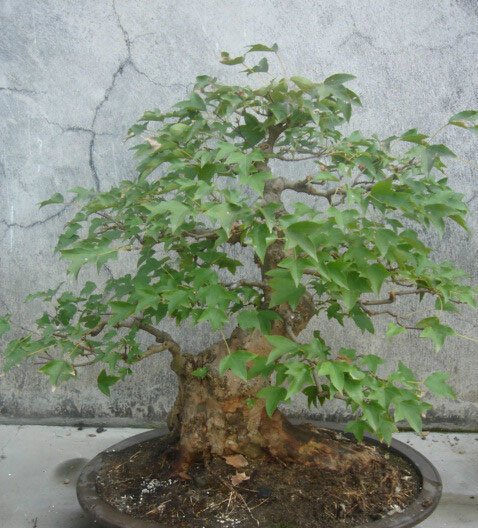 枫树盆景图片七