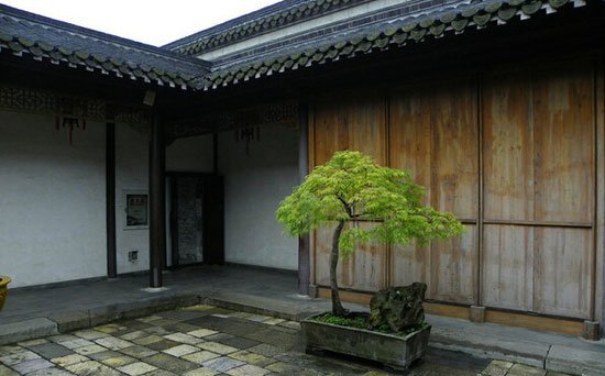 枫树盆景图片九
