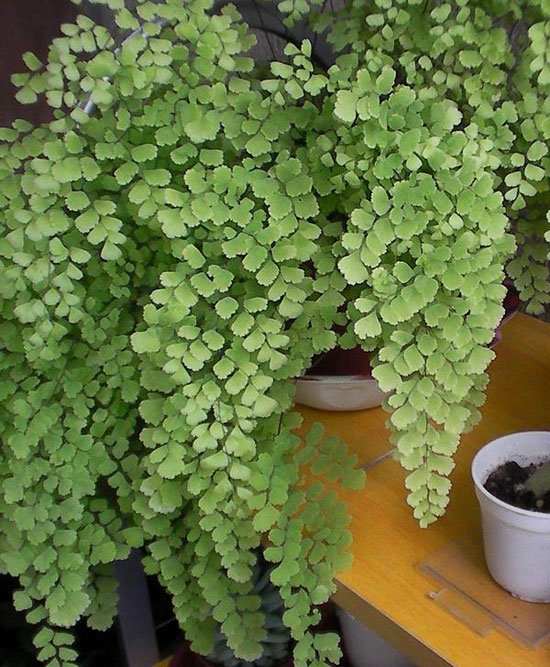 铁线蕨怎么养