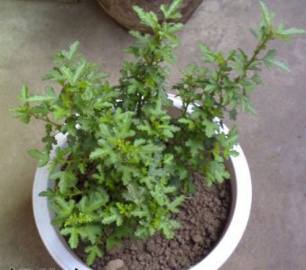 小木槿的养护（花友经验） 《小木槿养护心得（花友分享）》