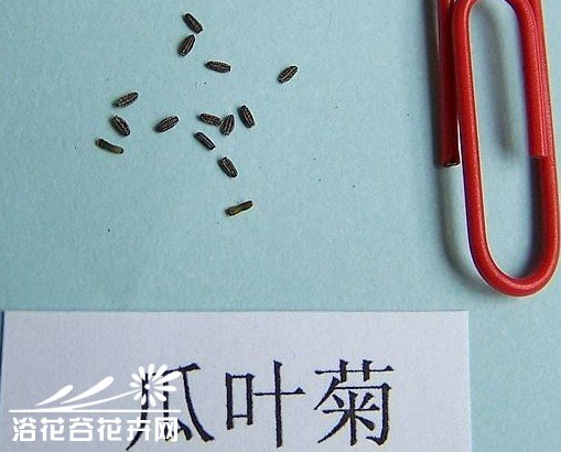 瓜叶菊种子留种采种