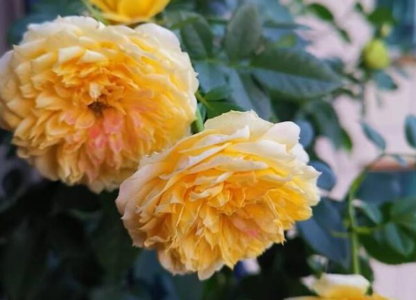 烟花波浪月季优缺点
